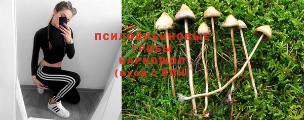 прущие грибы Абаза